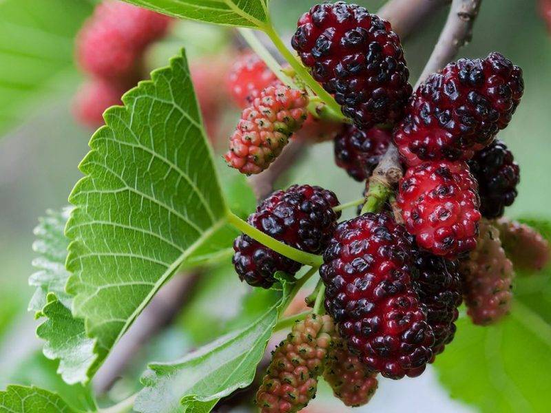 Шелковица купить саженцы из питомнике в Архангельске
