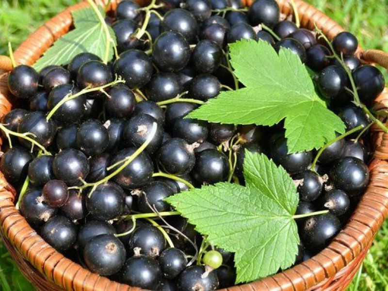Смородина купить саженцы из питомника в Архангельске