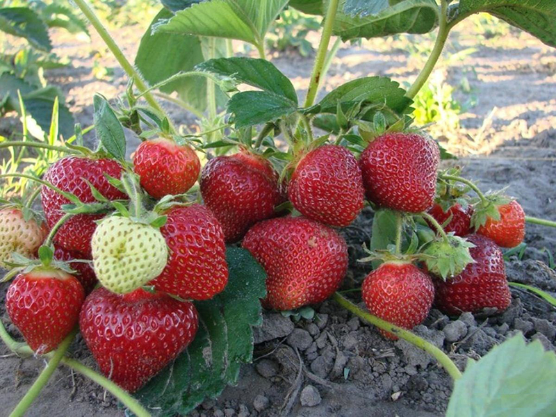 Клубника купить саженцы из питомника в Архангельске