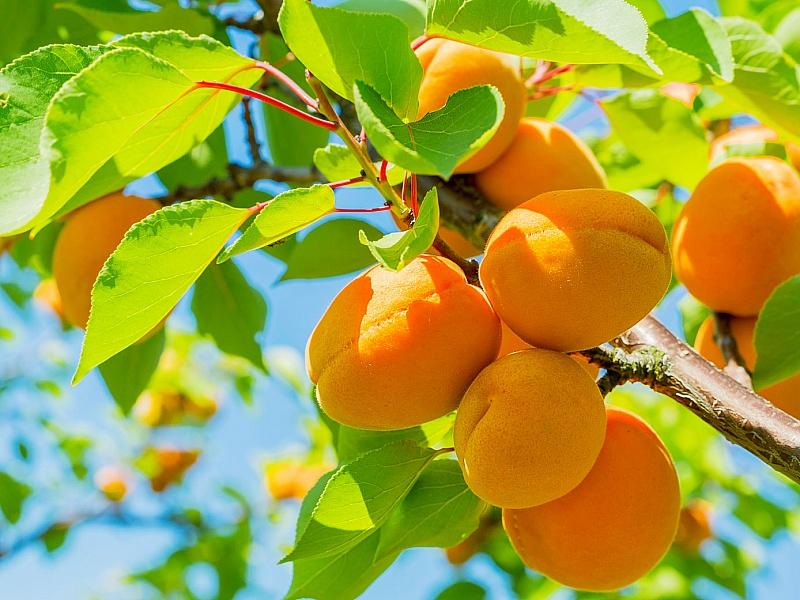 Абрикос купить саженцы из питомнике в Архангельске