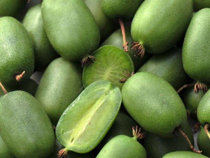 Актинидия купить саженцы из питомнике в Архангельске