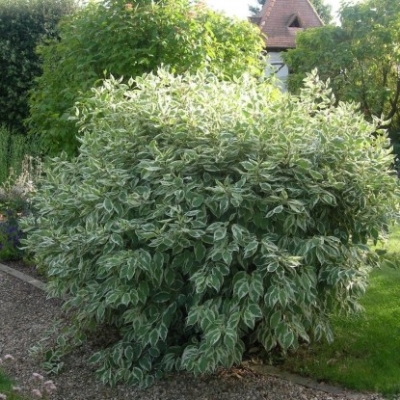 Дерен "АЙВОРИ ХАЛО" (стакан Р9)