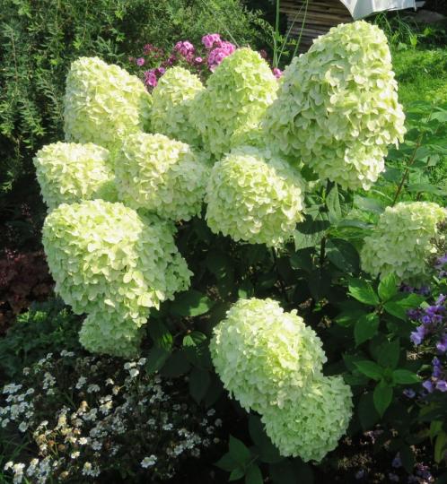 Гортензия метельчатая "СЕЛЕКШН" (Selection)