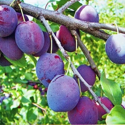 Слива "ЭТЮД"